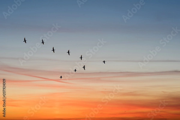Fototapeta Ptaki latające w kształcie V na zachmurzonym niebo Sunset.
