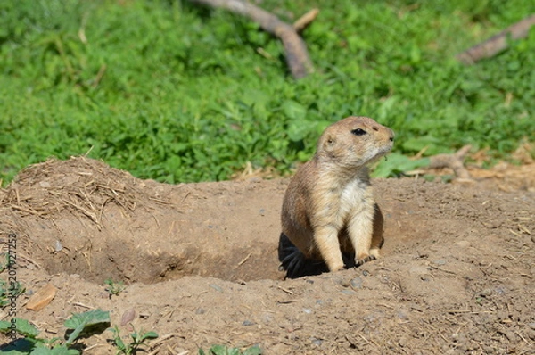 Fototapeta A prairie dog