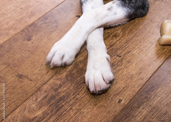 Obraz Dog with crossed paws on a wooden floor