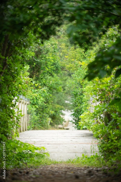 Fototapeta 新緑の橋