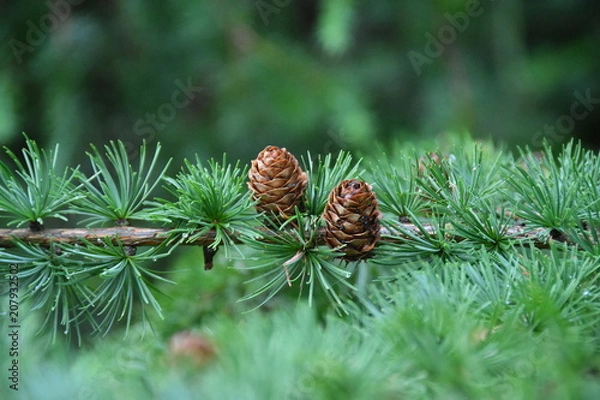 Obraz Pine Cones 