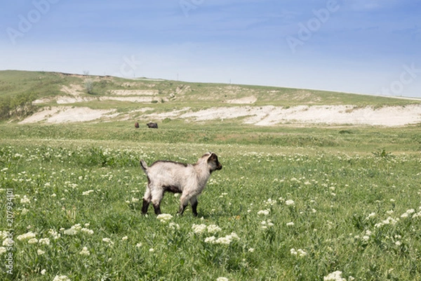 Fototapeta goats graze on a beautiful field, pasture