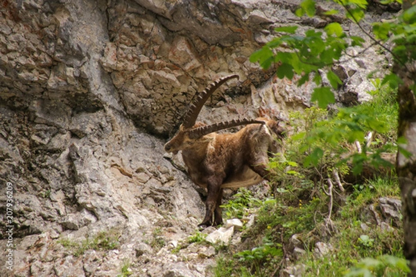 Fototapeta Wild lebender Steinbock, Silberkarklamm, Schladming Dachstein