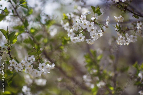 Fototapeta flowering trees, spring