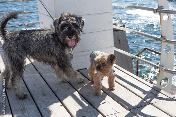 Fototapeta two dogs yorkshire terrier on the beach