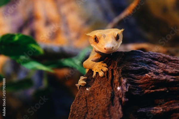 Obraz Crested Gecko Portrait