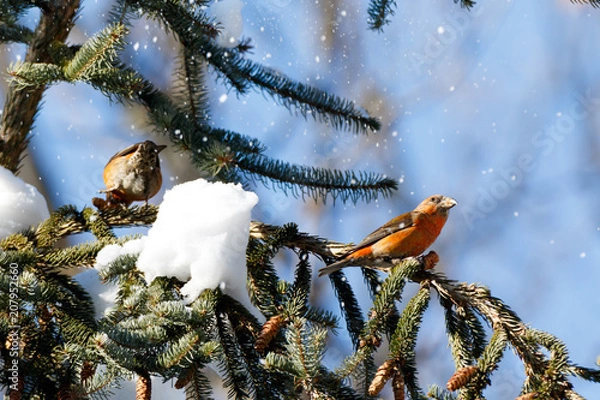 Obraz Crossbill (Loxia curvirostra).