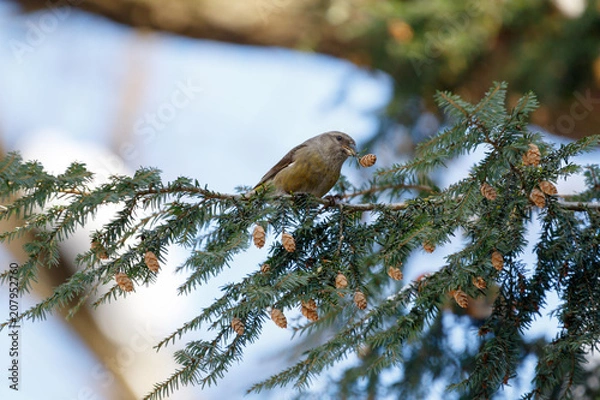 Obraz Crossbill (Loxia curvirostra).