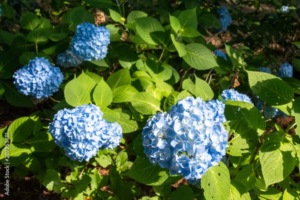 Fototapeta 青いアジサイ（千葉県・鎌ヶ谷市）