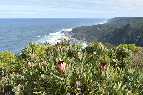 Fototapeta Mountainous Landscape with the beautiful beach and pink King Proteas in front at Tsitsikamma National Park in South Africa