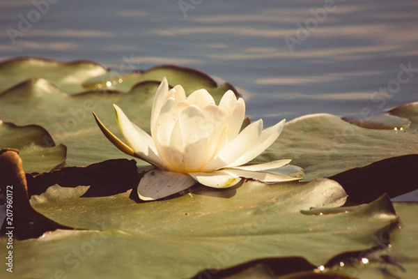 Obraz Нежная белая лилия растёт на реке