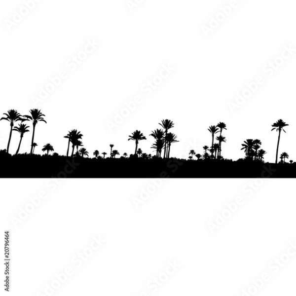 Obraz palm tree marrakech