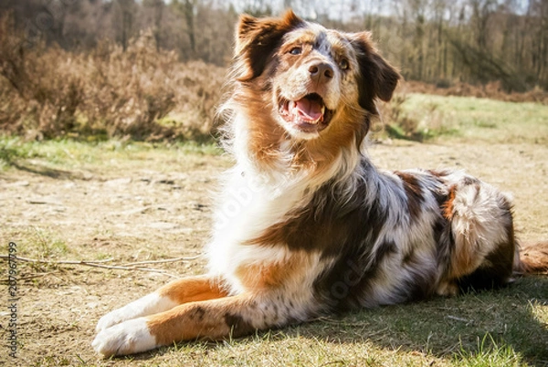 Fototapeta Australian Sheperd