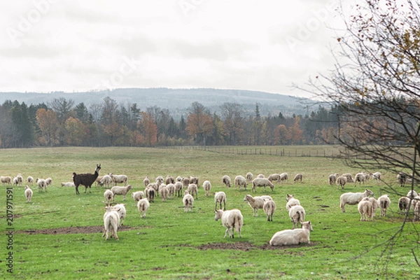 Obraz Animals grazing in autumn fields