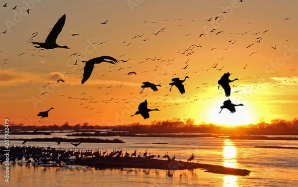 Fototapeta Migrating Sandhill Cranes along the Platte River in Kearney, Nebraska