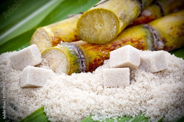 Obraz Trzcina cukrowa