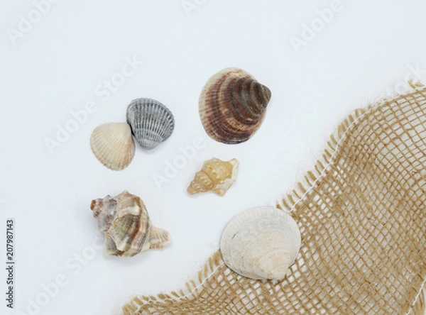 Obraz Shell on white background