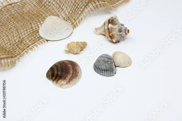 Obraz Shell on white background