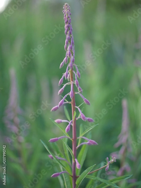 Obraz fleur violette 