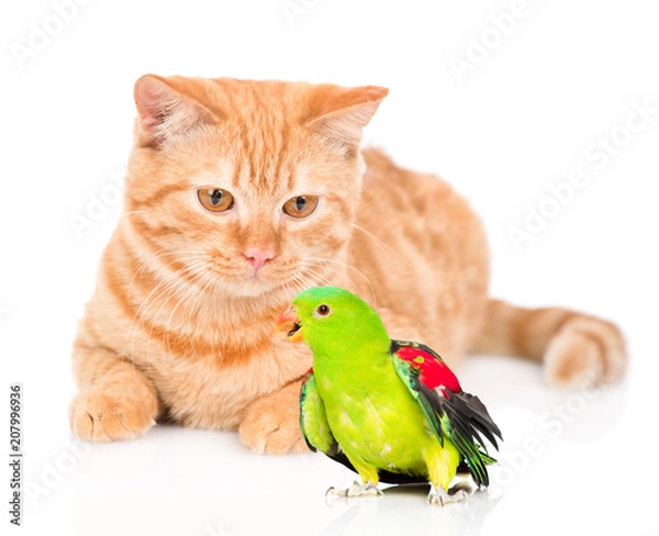 Fototapeta Cat and colorful parrot. isolated on white background