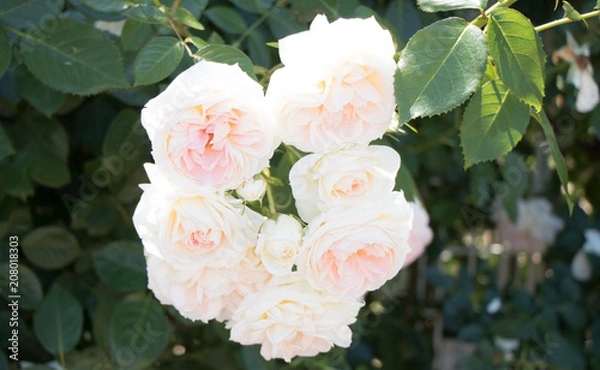 Fototapeta 白いバラ１