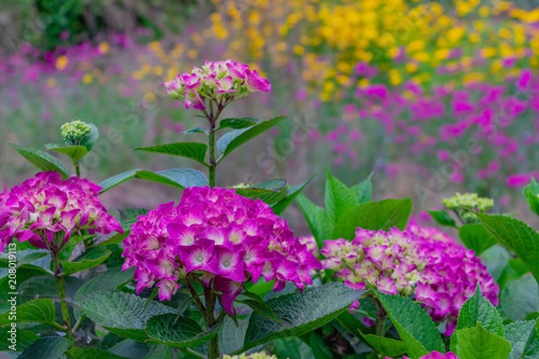 Fototapeta 初夏のアジサイ　花の背景