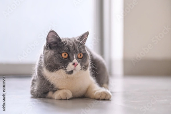 Fototapeta The British short hair cat lying on the ground