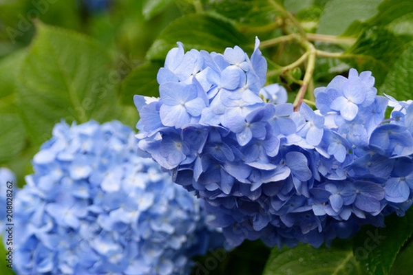 Obraz 明月院の紫陽花