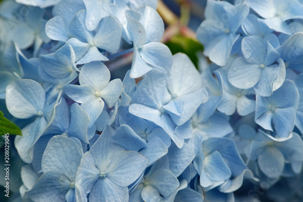 Obraz 明月院の紫陽花