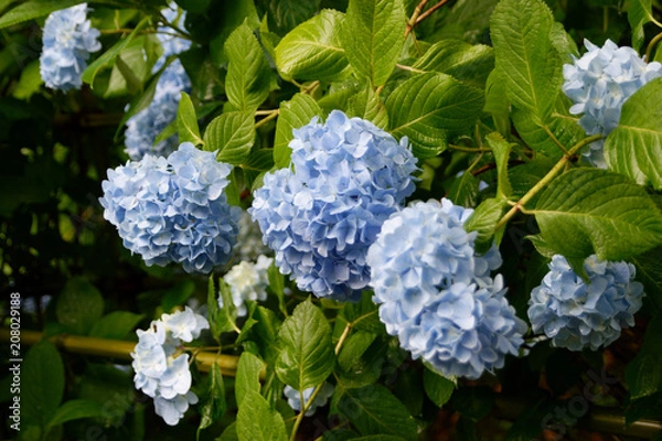 Obraz 明月院の紫陽花