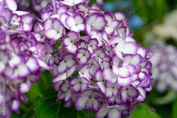 Obraz 明月院の紫陽花