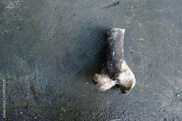 Fototapeta Close-up of Dark pork bone on black concrete floor.