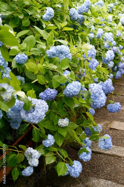 Obraz 明月院の紫陽花