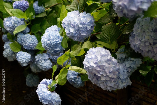 Obraz 明月院の紫陽花