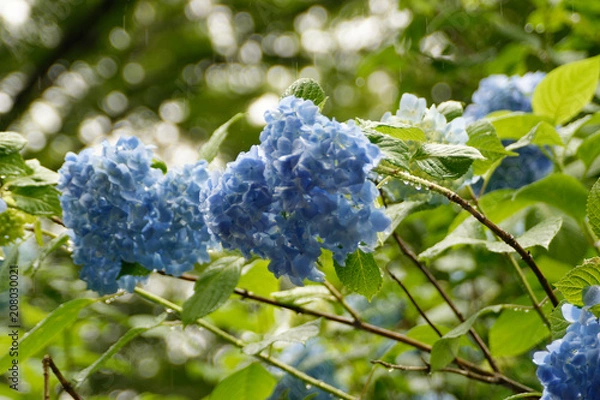 Obraz 明月院の紫陽花