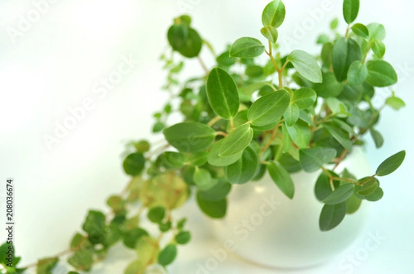 Obraz indoor flower background