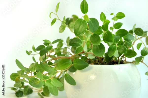 Obraz indoor flower background