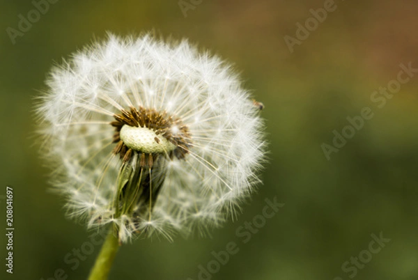 Obraz Dandelion seeds in the green background