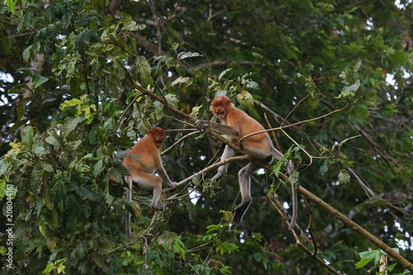 Fototapeta Proboscis monkey, Sabah Borneo