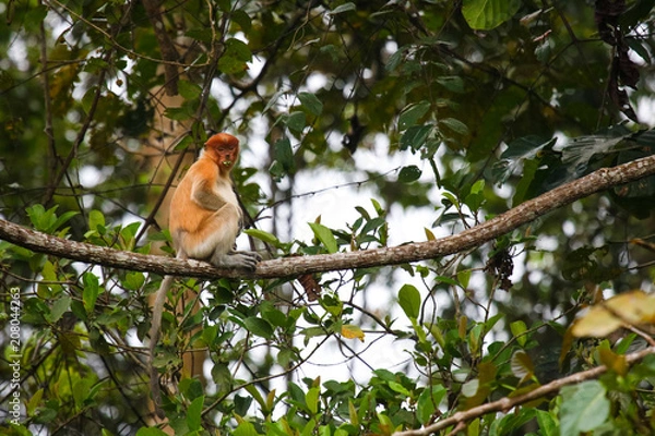 Fototapeta Proboscis monkey, Sabah Borneo