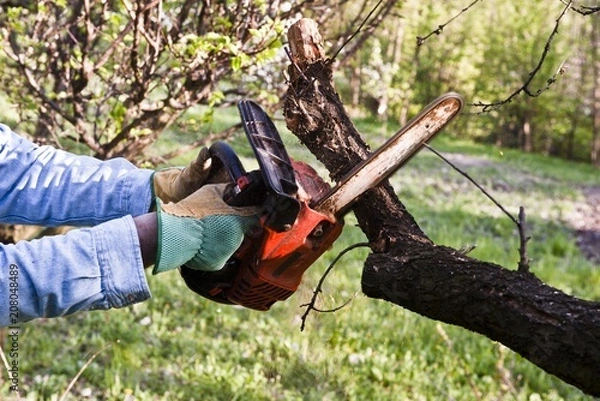 Fototapeta Hands prune a tree with a chainsaw tool in the garden