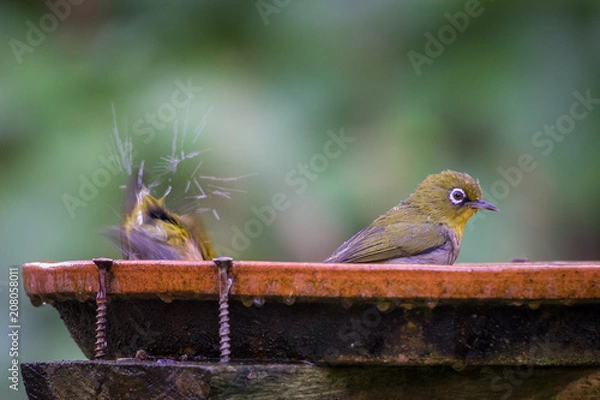 Obraz Cape White-eyes splash water as they enjoy the birdbath