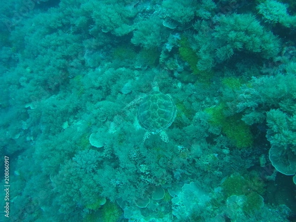 Obraz Hidden Turtle 