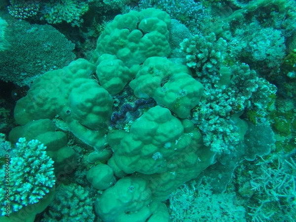 Obraz Clam