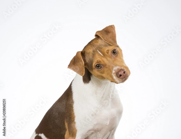 Fototapeta Funny dog portrait, dog is tilting it's head funny looking. Copy space.