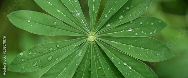 Obraz Large, green leaves of lupine (Lupinus polyphyllus) covered with drops of dew
