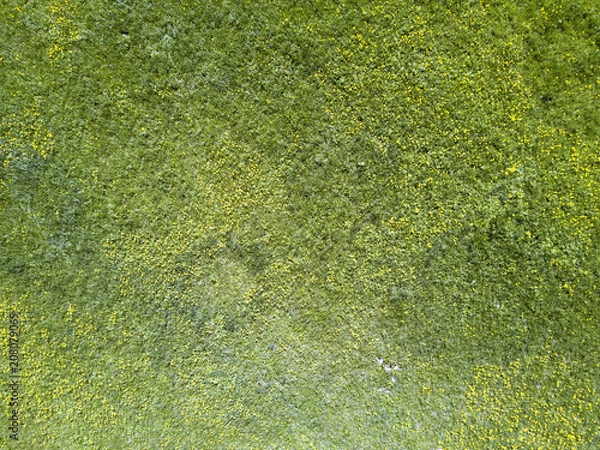 Fototapeta Aerial drone view on the field with yellow flowers