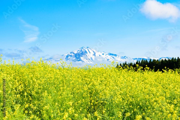 Fototapeta 鳥海山　菜の花畑