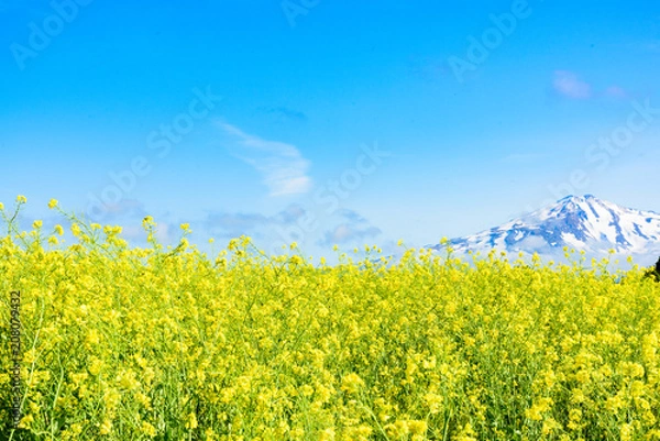 Fototapeta 鳥海山　菜の花畑