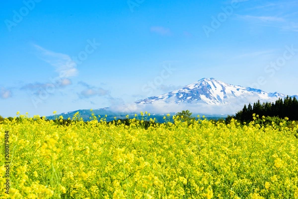 Fototapeta 鳥海山　菜の花畑